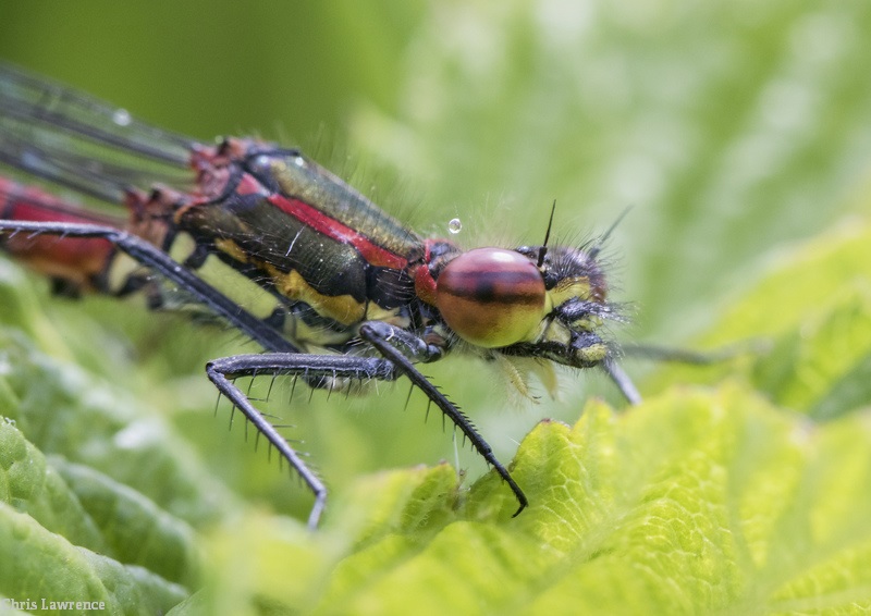 WildlifeTrusts's tweet photo. Where have all the insects gone? Join us virtually or in-person for our next Wild LIVE where we ask the question: are we living through an insect apocalypse? 🐝 👉 https://t.co/2ggLMrWH4k
@DaveGoulson @flygirlNHM @BumblebeeTrust @cumbriawildlife @CraigBennett3  #TheBigBuzz https://t.co/9GRfDoMhtV
