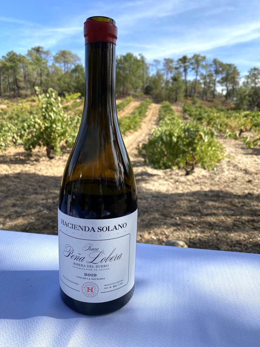 Tasting Finca Peña Lobera in the vineyard.  The vines are over a century old. #riberadelduero