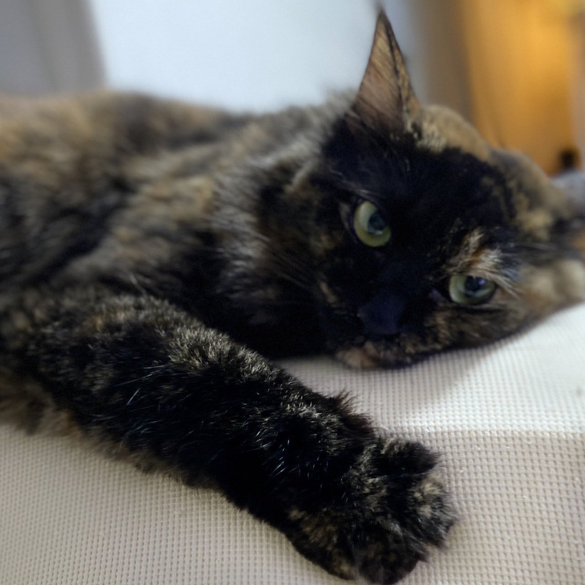 国内最安値 猫アート ストーンアート 猫 石猫 さびねこ サビ猫 その他インテリア雑貨 小物 Www Kabarmaya Co Id