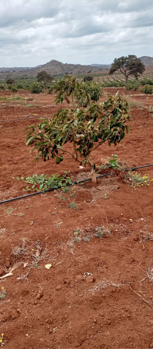 Plug Wa Cherehani On Twitter RT gitumakk This Kenyan Has Planted plug-wa-cherehani-on-twitter-rt-gitumakk-this-kenyan-has-planted