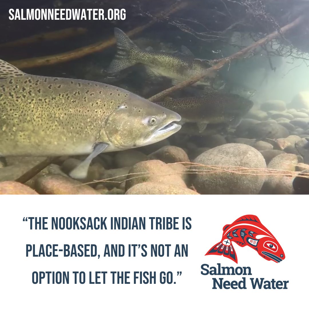 salmonneedwater's tweet photo. Nooksack River restoration at Hutchinson Creek a major success - Logjam development critical to #Chinook recovery, Tribe says. Learn more at @CascadiaDaily https://t.co/rNNz4wjImH #salmonneedwater #nooksacktribe @NooksackTribe https://t.co/9dK3LFvMUm