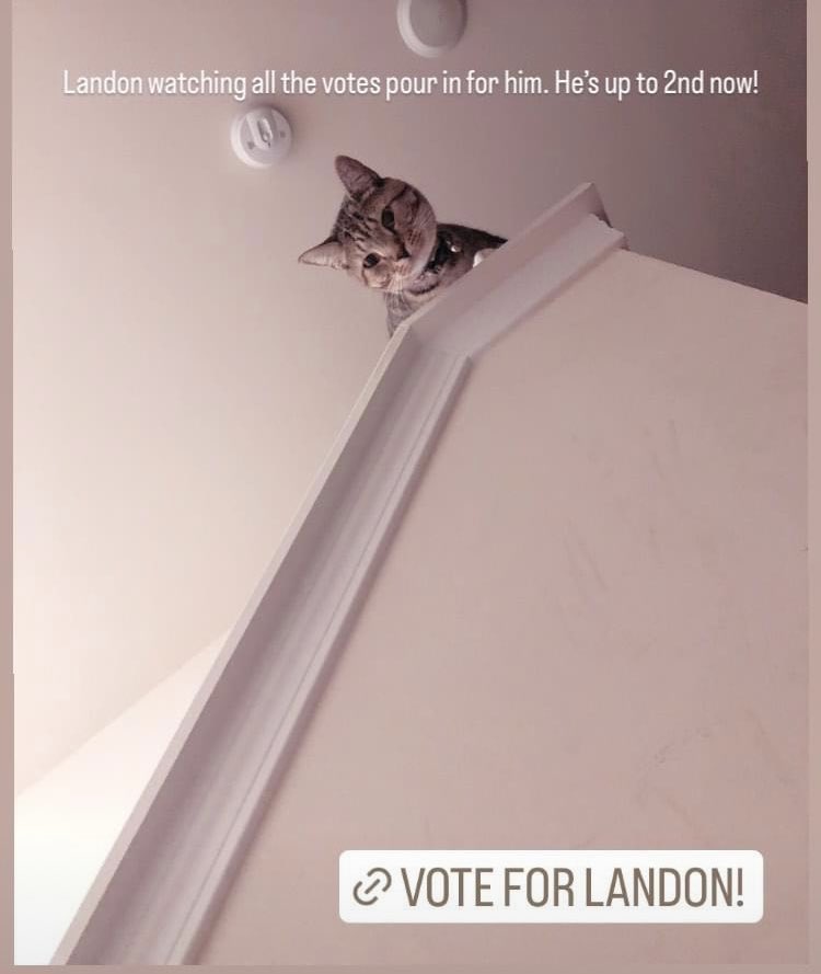 gamsmithllc's tweet photo. Thank you friends for your votes for Landon! You helped him to reach 2nd place. Sept 27th 5 more will be eliminated so we can’t stop now. We need you daily!!! With your Facebook verification you can vote free! https://t.co/JovmC8souI https://t.co/d6PsWyHVoE