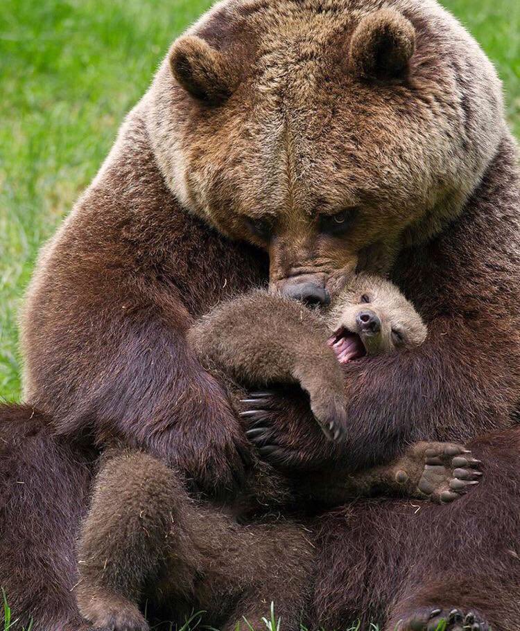 rubycumulous's tweet photo. i love this image so bad. kissy time https://t.co/QEBEZHXuAs