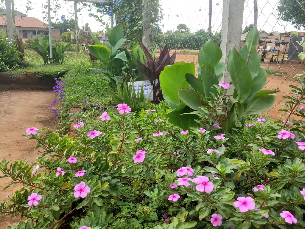 The current look @therapeuticgarden of  <a href="/refugeelawproj/">Refugee Law Project</a> Kiryandongo field office has come up perfectly well, being at garden is very calming &amp; stress relieving. <a href="/refugeelawproj/">Refugee Law Project</a> <a href="/ongwechd/">Onen David Ongwech</a> <a href="/OkidiOtto/">Stephen Okidi Otto</a> <a href="/MaryKampogo/">Kampogo Mary</a>