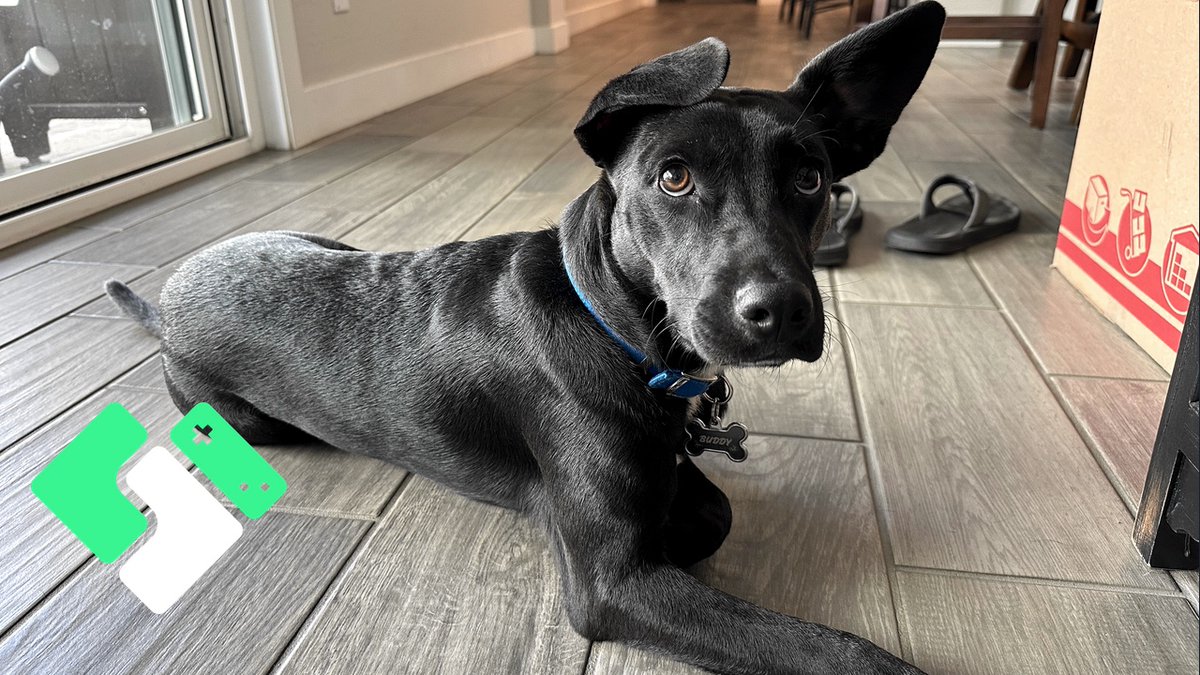 Clintus's tweet photo. New Vlog
New Puppy
➡️ https://t.co/Ip36ce1Yxi
#VlogOn https://t.co/GNAIJKgoNc