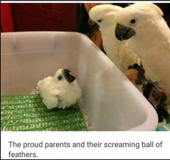 WholesomeMemes tweet media