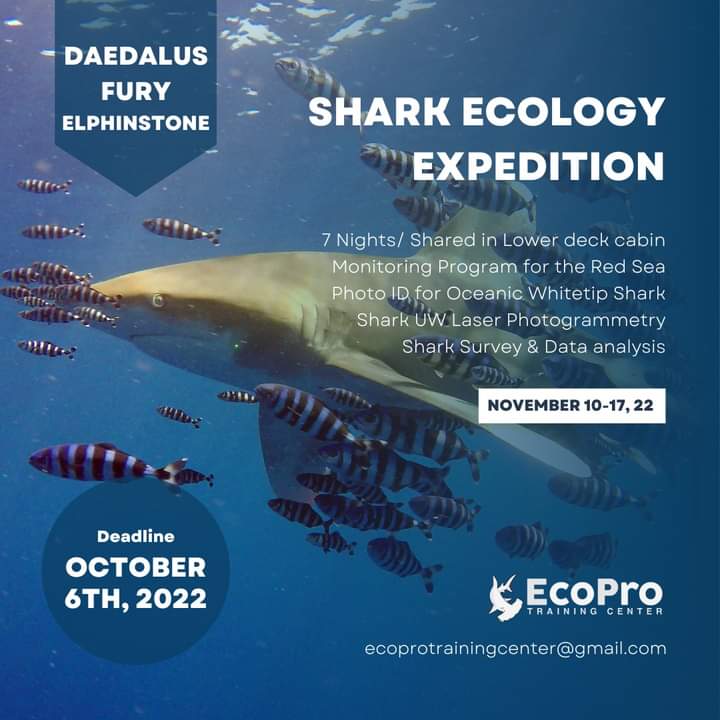 Shark Ecology Expedition.
Daedalus, Fury & Elphinstone Reef, Red Sea, Egypt.
November 10-17, 2022

#shark #sharkecology #sharklover #sharkdive #sharks #sharkweek #sharkdiving #sharkphotography #scuba #scubadiving #scubadiver #scubalife #marinebiology #sharksurvey #redsea #egypt