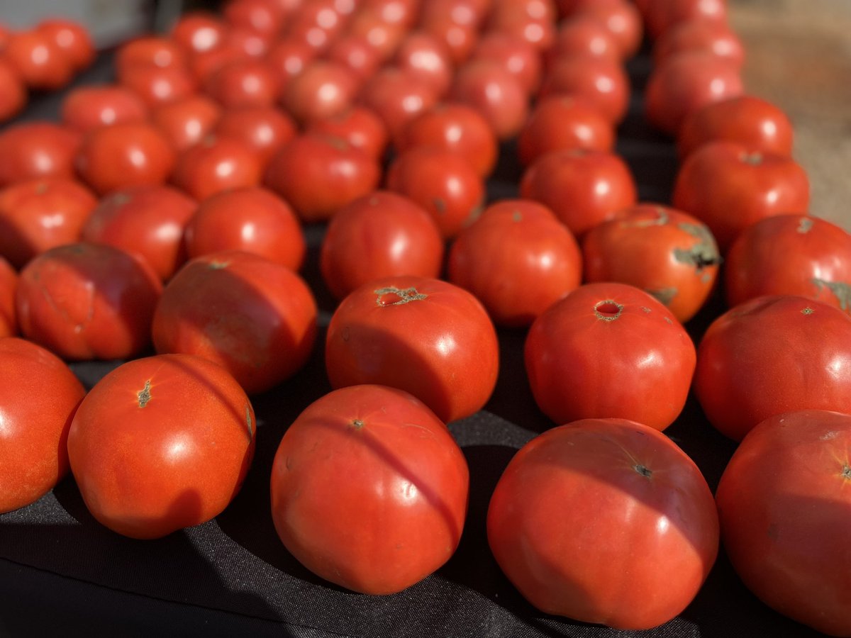 sportsandra's tweet photo. Guess what’s happening at my house today? @foxoutdoors @steakshapiro @Mansell247 @DrewButler 

Yep!  #tomatosandwiches #blueplatemayo 

#harmonyfarmersmarket https://t.co/m7AgsBaKV4