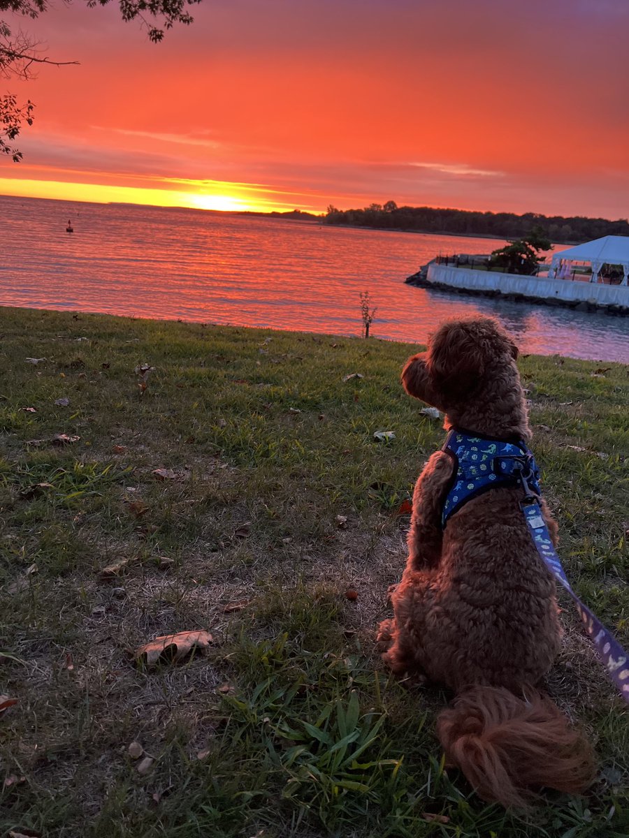 CavapooLuca's tweet photo. Fall is almost here I can smell it 🍁🍃🐾🌅 #Saturday #Morningwalk #LucaTheCavapoo #pup #dog #dogsoftwitter #sunrise https://t.co/R79pMkwHtp