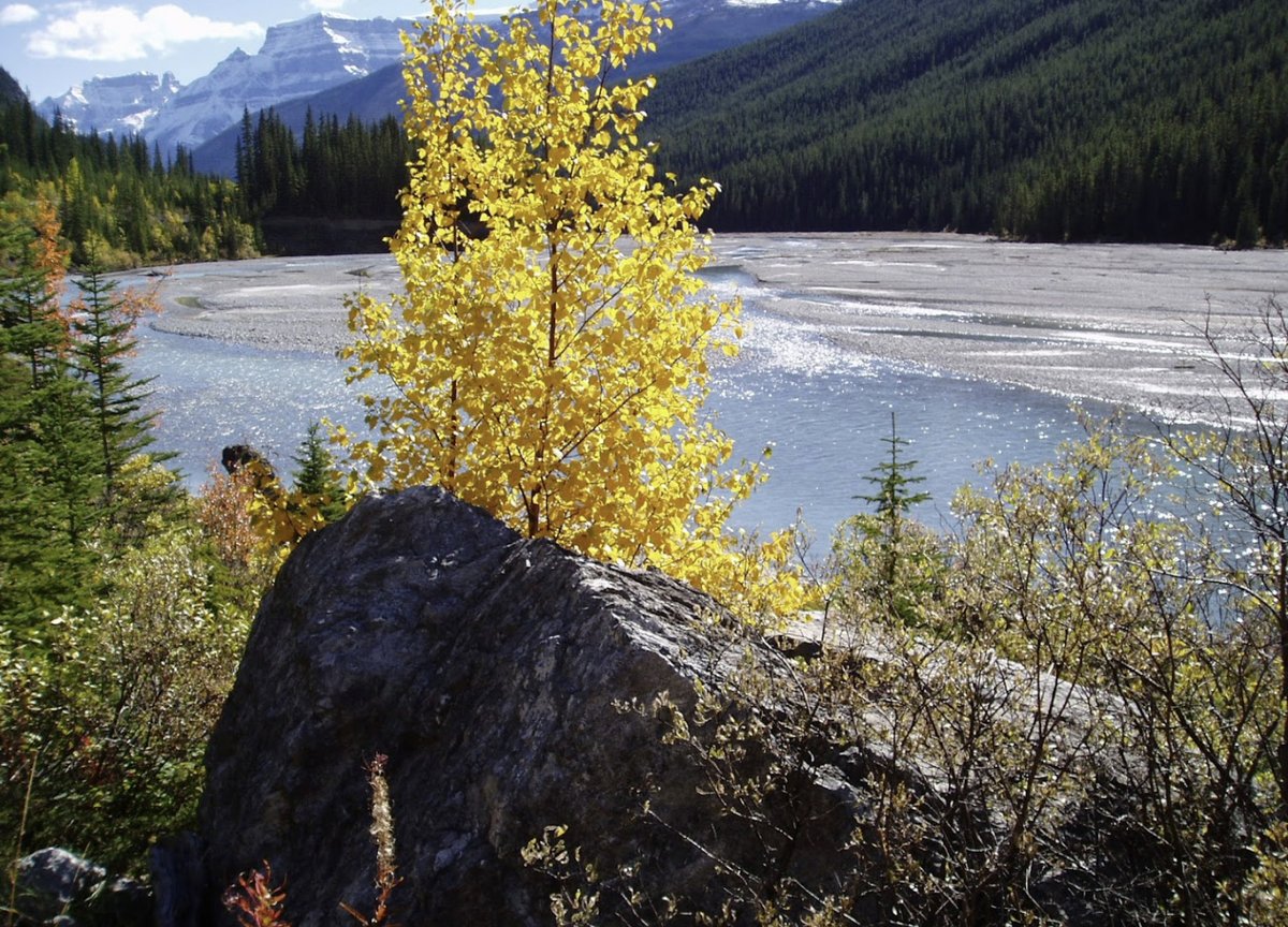 It has begun! Plan your Fall #colourtour NOW while you take advantage of our specials, some of the best values in Banff National Park!
thecrossingresort.com/features/categ…

#fallcolours #fallcolourtour #fallgetaway #icefieldsparkway #canadianrockies #alberta #resortdiscounts #resortpackages