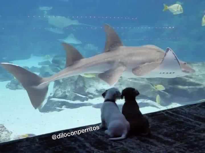 DiloConPerritos's tweet photo. El tipo de cita que necesito. https://t.co/xBK93XrYDd