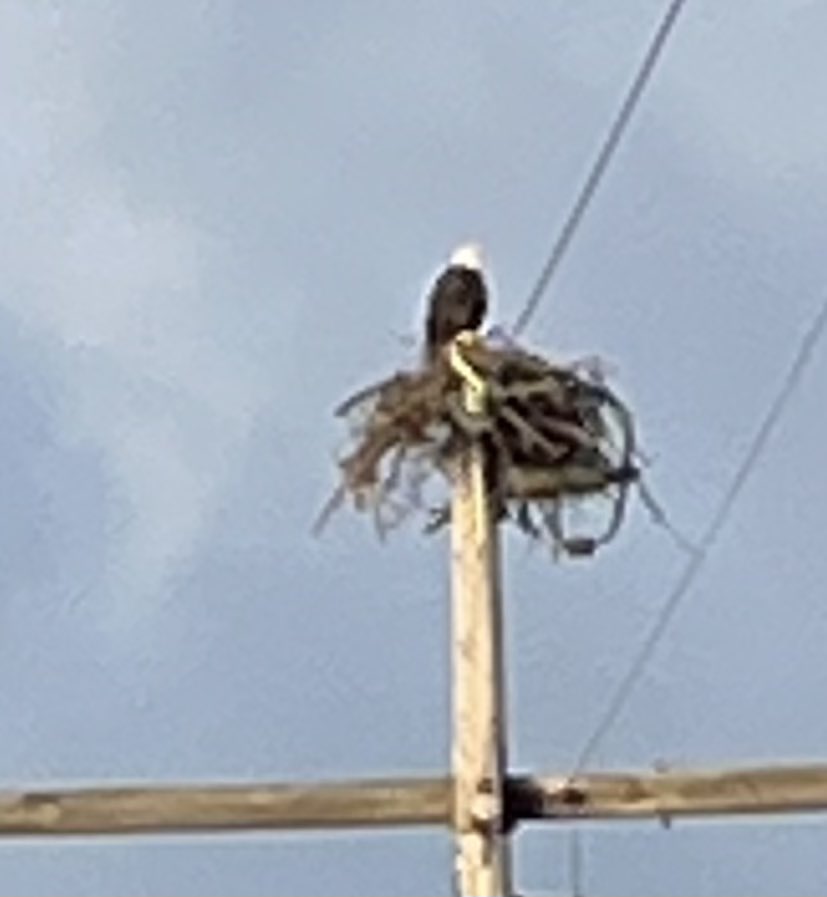 ResultsPat's tweet photo. Nothing like walking along the St. Croix River and seeing a bald eagle watching you. https://t.co/WBDD2KqKLA