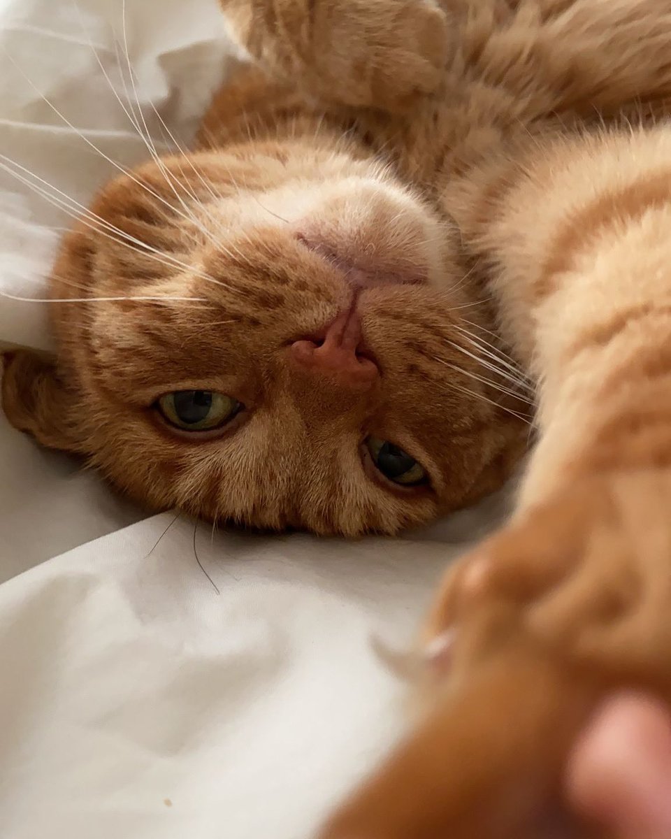 luizamcf's tweet photo. @rickygervais Right back at you from our own ginger Ninja https://t.co/xirgzjqVFR