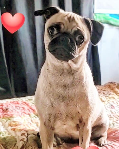 BatinTina's tweet photo. Goodmorning friends!!! Don't let my cuteness fool you 🤣❤ https://t.co/5Qqjr6C8Uv