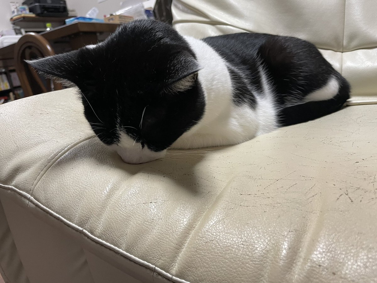 rcha26's tweet photo. #猫のいる暮らし https://t.co/xvkk1dJ2Fh