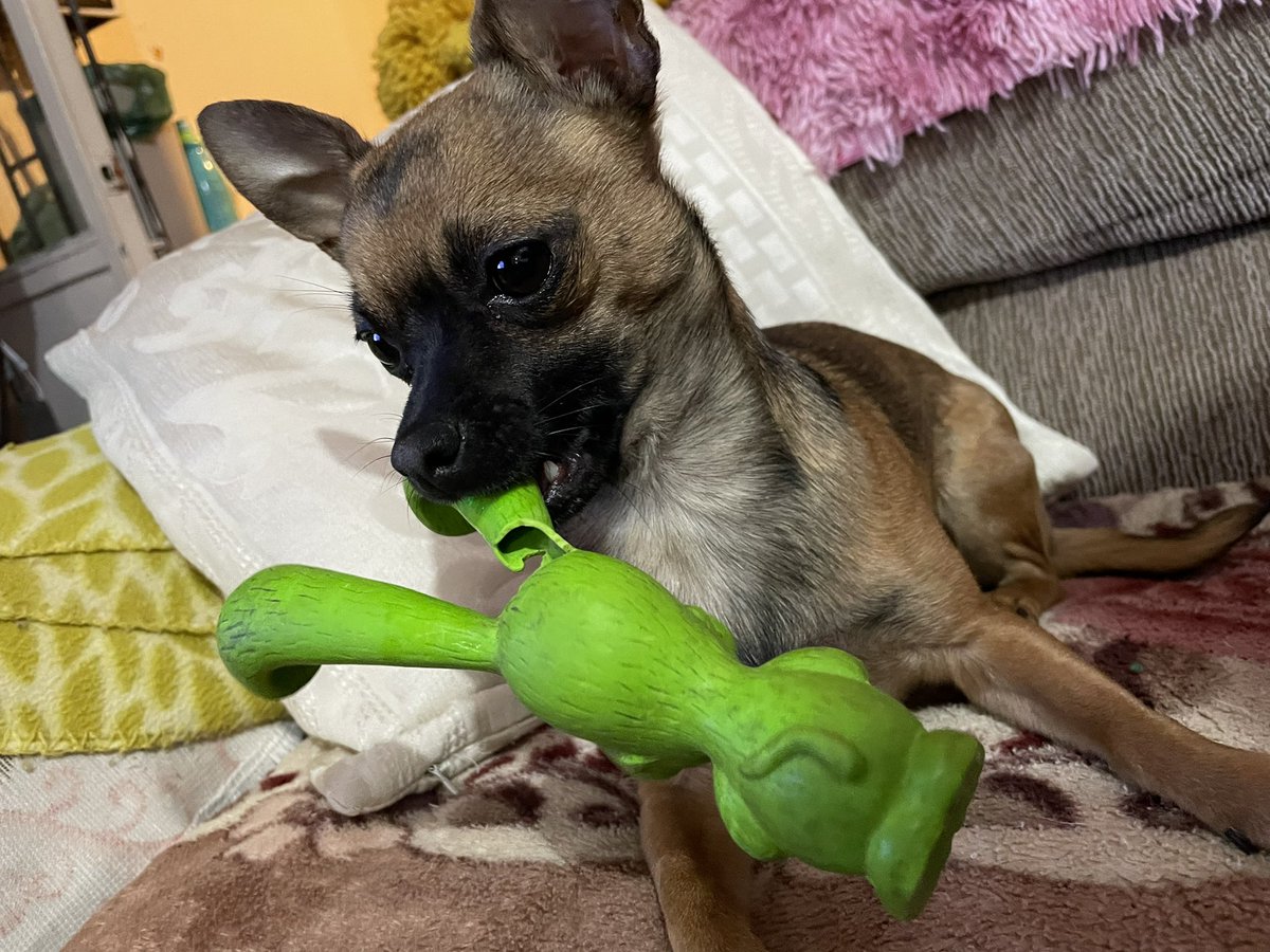 araxeli09's tweet photo. Kylie 🐶♥️ la mascota de mi prima 😊 #dogs #Chihuahua 🐕 https://t.co/4lH4sOmbto