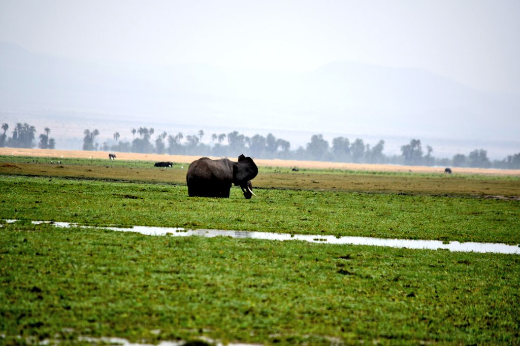 AlphaLandRover's tweet photo. The initial idea was to head to the Amboseli. Don't we love those elephants 🐘🐘🐘
And it was time for the drive...
#AlphaLandrover #Drive47 #OverlandingAfrica https://t.co/HI63AeTqUU