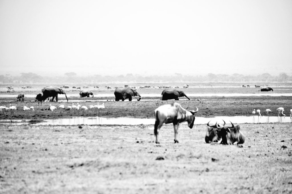 AlphaLandRover's tweet photo. The initial idea was to head to the Amboseli. Don't we love those elephants 🐘🐘🐘
And it was time for the drive...
#AlphaLandrover #Drive47 #OverlandingAfrica https://t.co/HI63AeTqUU