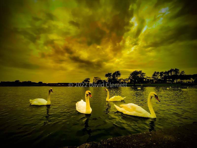 Swans at Cold Knap in Barry in the Vale of Glamorgan <a href="/Barry_TC/">Barry Town Council</a> @BarryValeofGlam <a href="/_BARRYISLAND_/">Barry Island ❤🏴󠁧󠁢󠁷󠁬󠁳󠁿❤ #BarryIsland</a> <a href="/Barrybados/">#Barrybados</a> <a href="/ItsYourWales/">It's Your Wales</a> <a href="/PhotographsVale/">Vale Photographs</a> <a href="/WearetheVale/">We are the Vale</a>