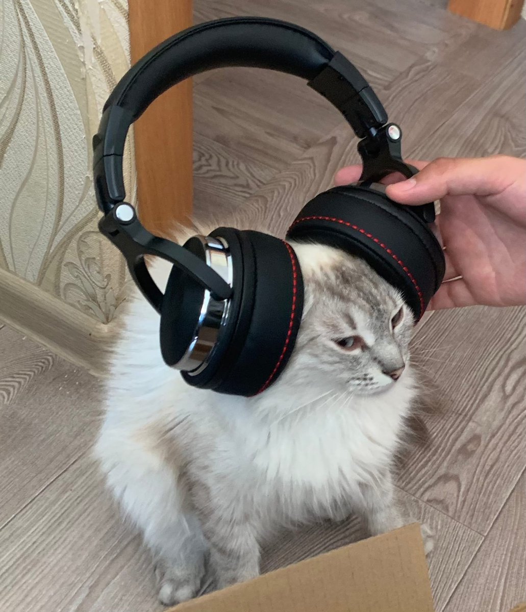 Memes to Show Your Cat (@showyourcat) on Twitter photo 