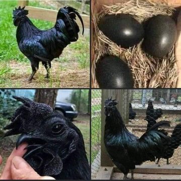 The Indonesian black chicken AKA 'Lamborghini chicken' is the strangest, most expensive and rare type of chicken in the world, its eggs cost upto 2500 dollars, it is very tasty. Everything in it is black, without exception, its beak, tongue, even its meat, its eggs and its bones.