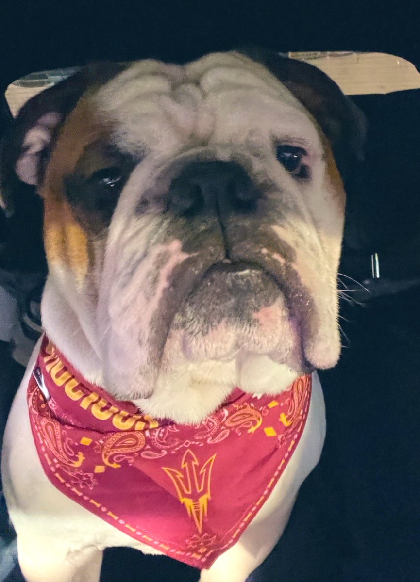 Bernica77's tweet photo. Chancho says “Forks Up” 🔱 🐶 @Chris_mrtzz  #asu https://t.co/Jy9jTR4Jfn