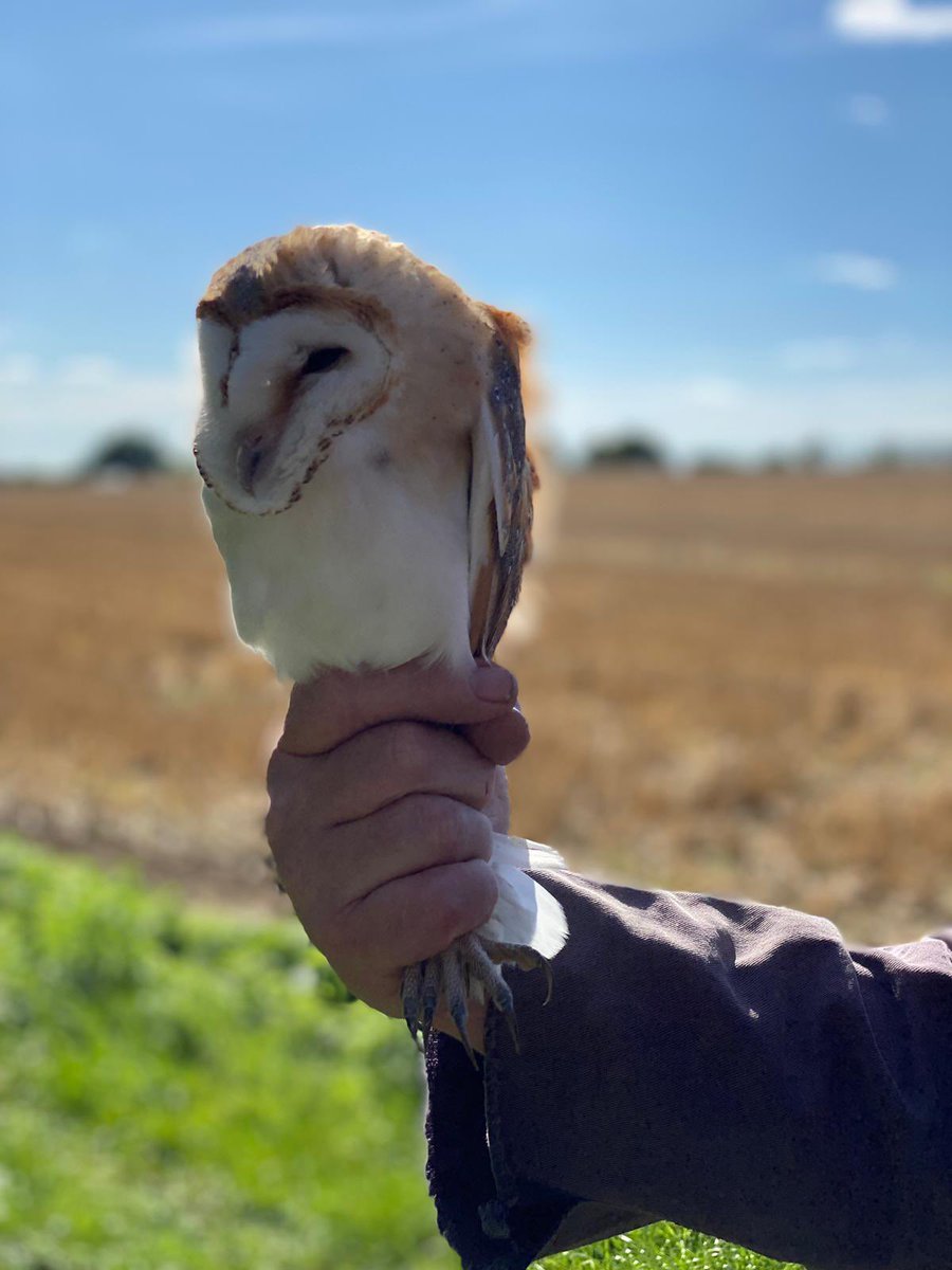 A lovely afternoon visiting wildlife championing farmers in the west Suffolk countryside. Barn Owl second broods doing well including these two healthy brothers. Another female less than a mile away too! <a href="/SuffolkBirdGrp/">Suffolk Bird Group</a>