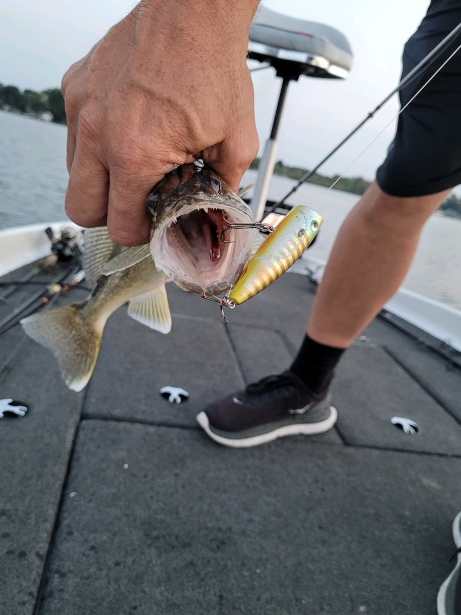 NieuwenhuisJeff's tweet photo. Gotta say this is a first in my fishing career. Walleye on a topwater popper. #walleye #topwater #lobinariorico #Michiganfishing #fishing https://t.co/oWrdh8i90h