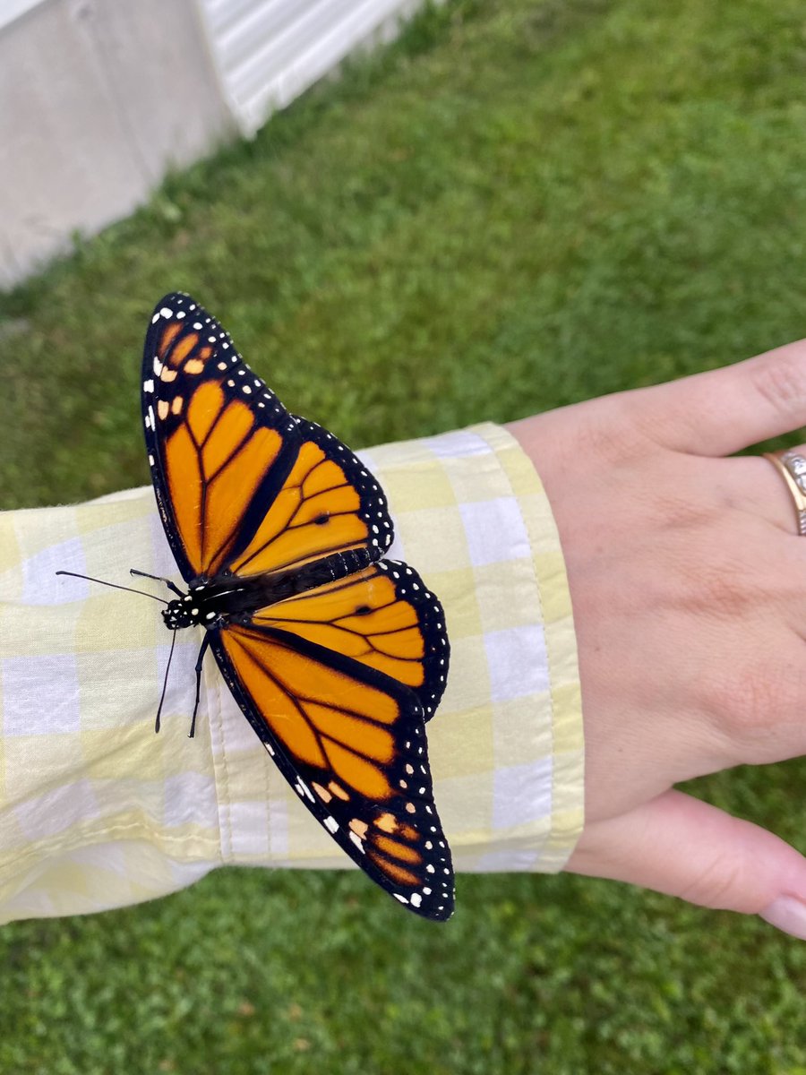 courtneywassell's tweet photo. Ginger went on their way yesterday. Thanks for growing with us, safe travels to Mexico! 🧡 #kindergarten #scdsbey #scdsb #monarchbutterfly https://t.co/SIPpXfS6aa