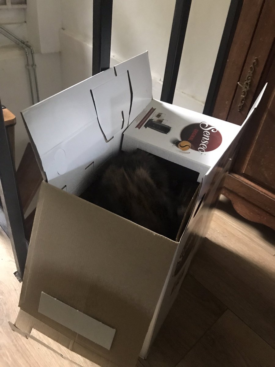 realityglimpses's tweet photo. Nie wiem o co chodzi temu kotu…ostatnio zamieszkała w pudle do recyklingu… #tara #CatsOfTwitter #catsofBelgium https://t.co/YXd3kslpUy