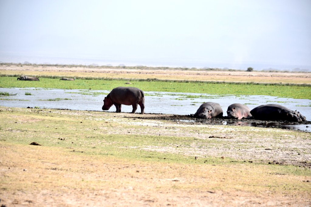 AlphaLandRover's tweet photo. All day game drive 🚙🐘
Like 6-8hrs. Always 👌👌👌
#TembeaKenya #AlphaLandrover #Landrover #MagicalKenya #Drive47 https://t.co/9Aju99pq3q
