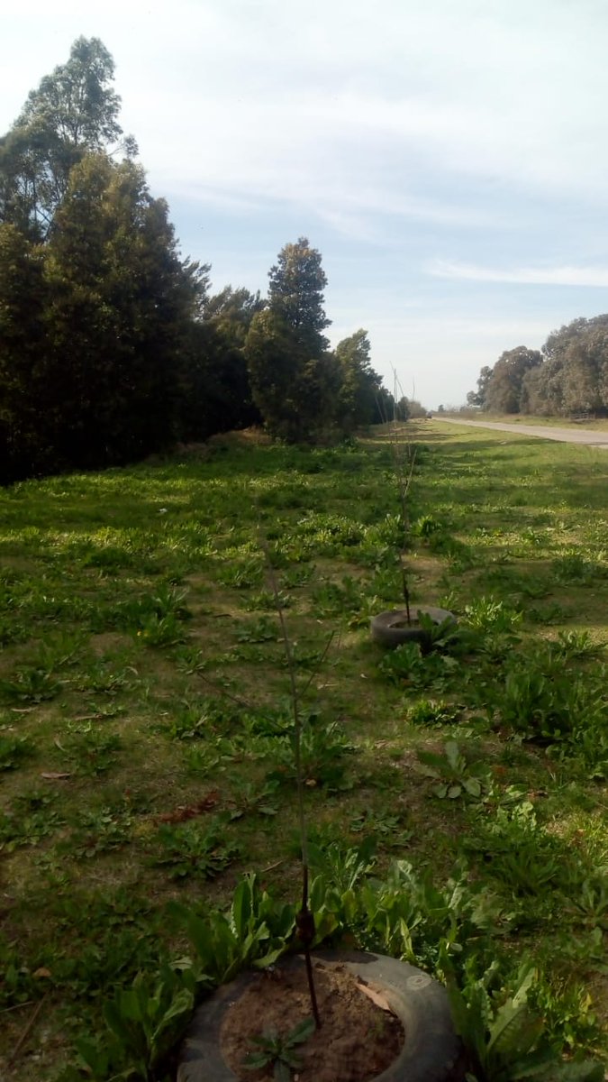 @monolito_morresi5 tweet media