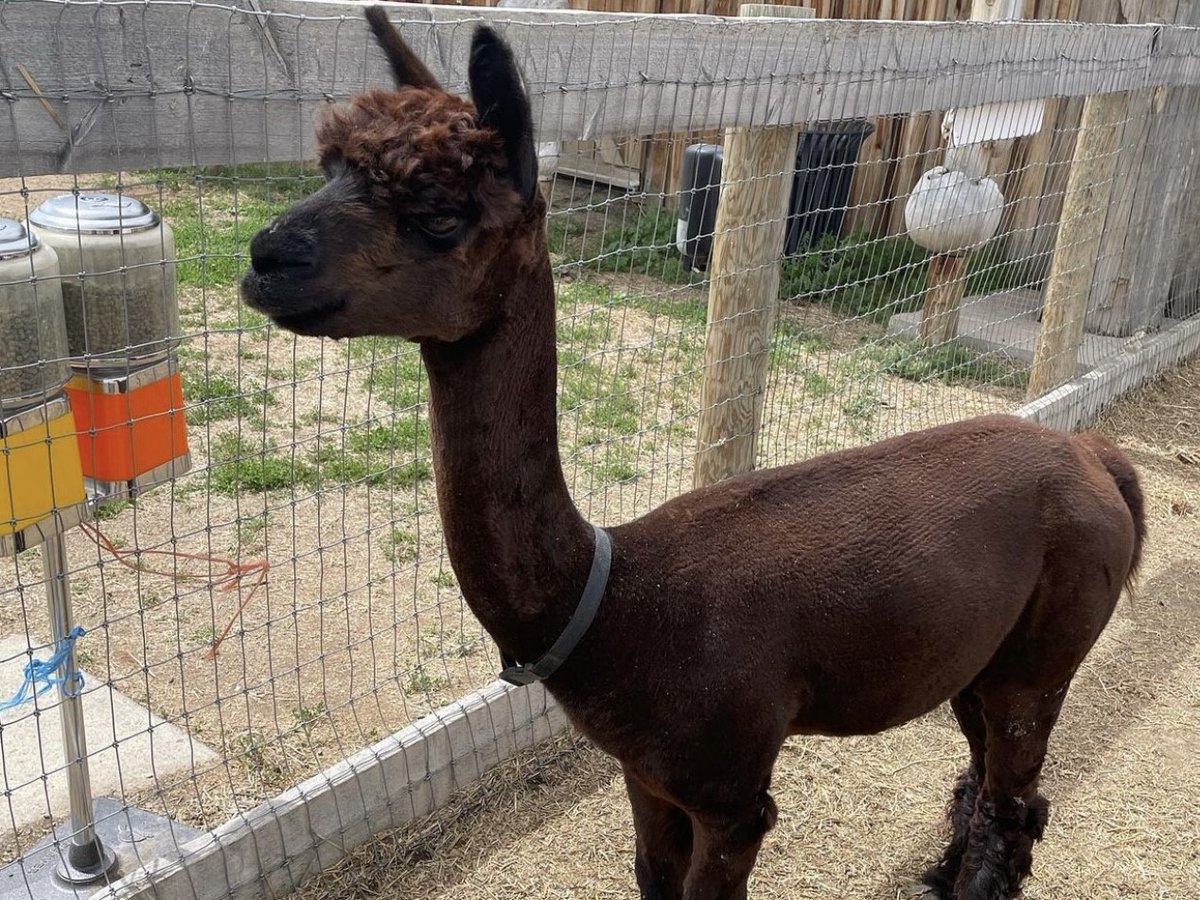 GardensGrotto's tweet photo. Grotto Gardens is the best place to spend your weekend!
Feed &amp; interact with the animals in our petting zoo. Enjoy a bite to eat in our restaurant, a glass of wine on the patio, and pick up a souvenir from our gift shop on your way out.
Thank you for the photos, @ emjhiker https://t.co/XbRnW85elH