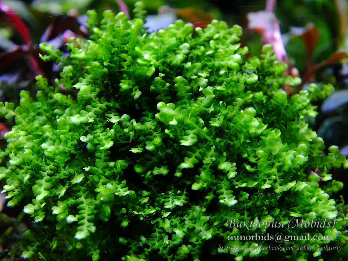 Мох Буцефаландра Moss SP.Bucephalandra