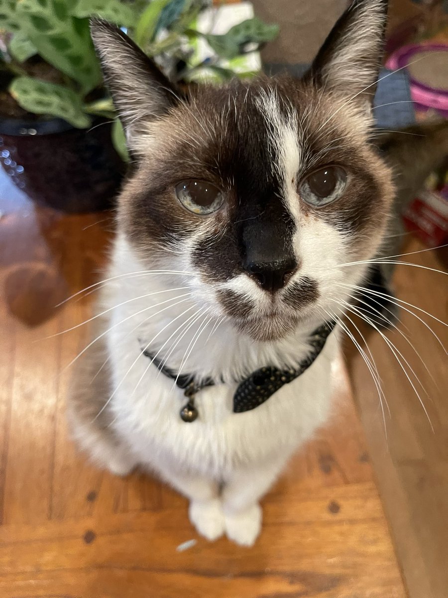 Andrea56822453's tweet photo. It’s a very special #Caturday because  our brofur Skippy is 14 years old! 
   🎂🎁Happy birthday Skippy! 🎁🎂
#HappyBirthday 
#CatsOfTwitter #cats https://t.co/TYWtjtnNHY