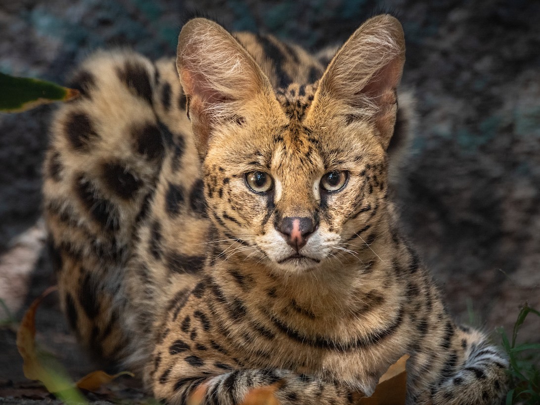 Los Angeles Zoo & Botanical Gardens on Twitter "Servals have an acute