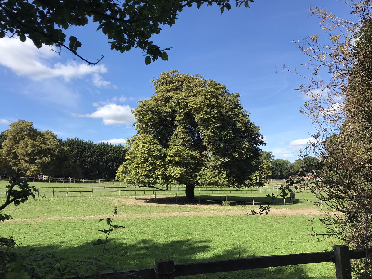 LawrenceKuglin's tweet photo. One of the loveliest days for walking since the spring! 11 miles from Epsom Downs to Leatherhead via Headley Heath, Box Hill &amp; Juniper Bottom. @RamblersGB https://t.co/Bzo2WA91SF