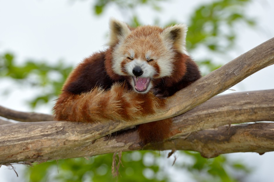 Red Panda Every Hour! (@redpandaeveryhr) on Twitter photo 