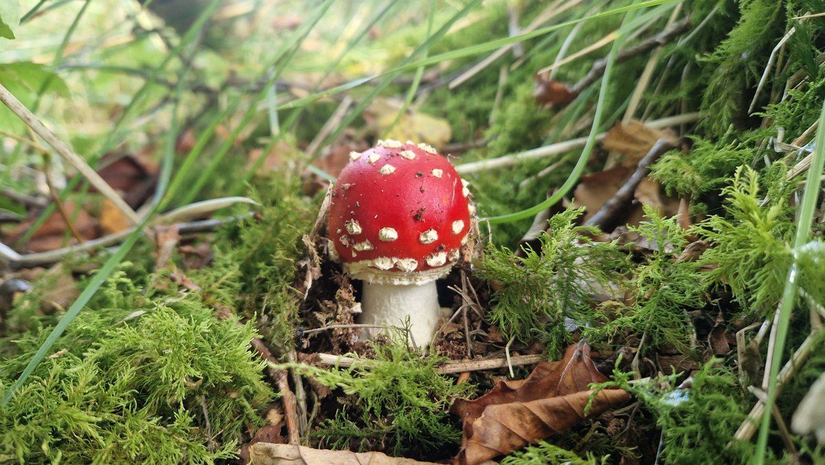 ScotlandDanders's tweet photo. Its mushroom season again.  Time to get out and get some dinner!! #Outdoors #mushrooms #fungus #Scotland #Foodie https://t.co/hBwWks48x3