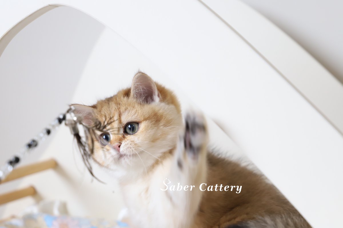 CatterySaber's tweet photo. She is going to her new home in Haikou soon.
#cat #cattery #Britishcat #britishshorthair #kittens #kitten #KittensOfTwitter #CatsOfTwitter #pets #猫のいる暮らし #猫咪社区 #猫のいるくらし #英短 #金渐层 https://t.co/t8r8YGHAWU