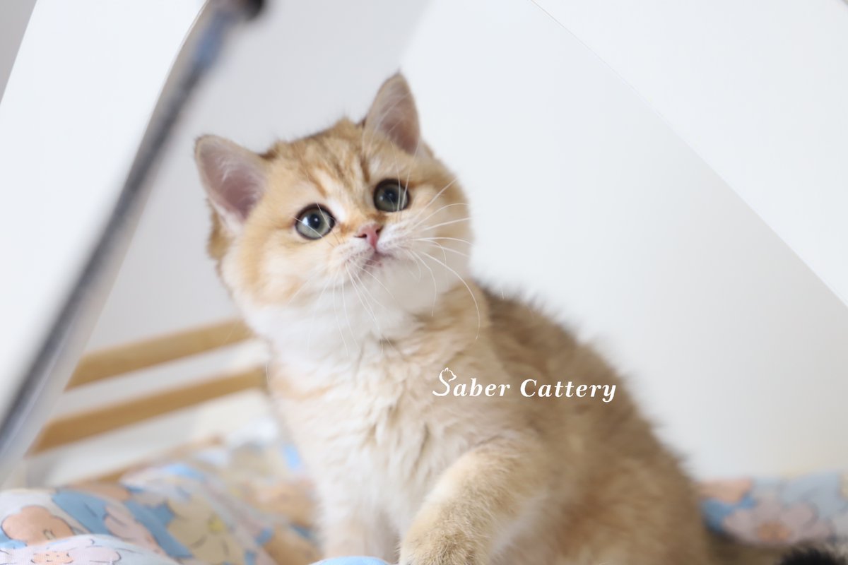 CatterySaber's tweet photo. She is going to her new home in Haikou soon.
#cat #cattery #Britishcat #britishshorthair #kittens #kitten #KittensOfTwitter #CatsOfTwitter #pets #猫のいる暮らし #猫咪社区 #猫のいるくらし #英短 #金渐层 https://t.co/t8r8YGHAWU