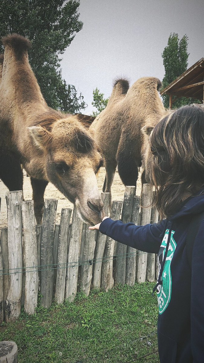 andreiamo_'s tweet photo. pedido de amizade enviado 🐫
#BudapestZoo #Budapest https://t.co/NjGCyfaoQi
