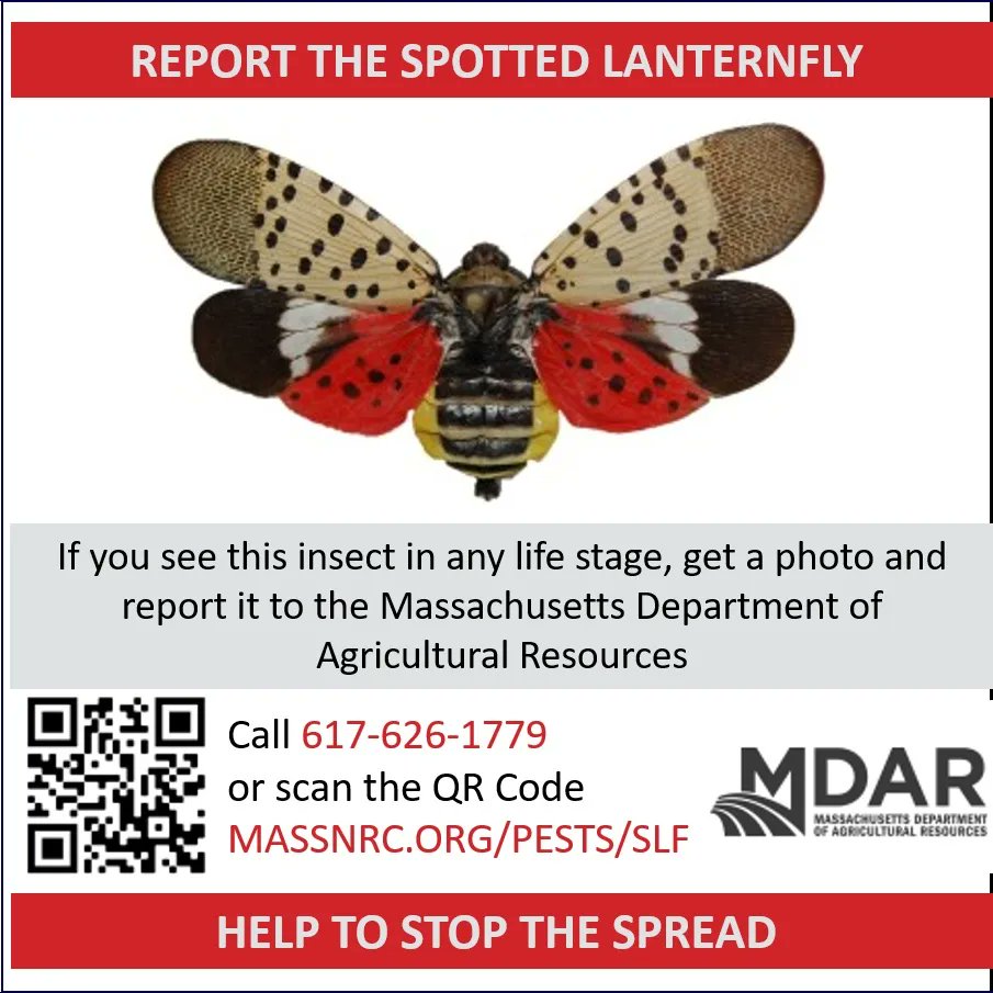The state Department of Agricultural Resources has confirmed the invasive Spotted Lanternfly in Worcester. The City of Department of Sustainability and Resilience encourages all residents to be on alert for the insect, and to report positively identified specimens to MDAR.