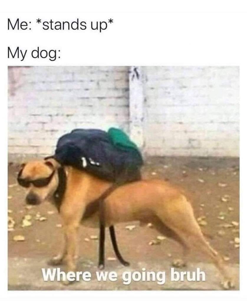 WholesomeMemes tweet media