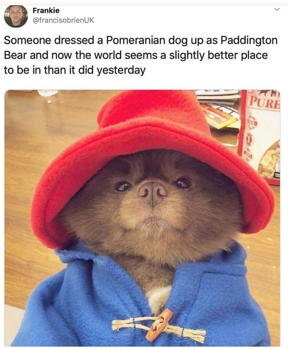 WholesomeMemes (@wholesomememe) on Twitter photo 