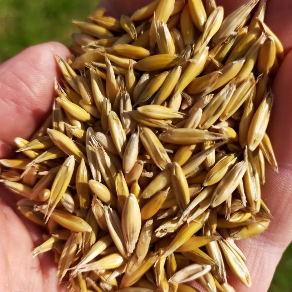 Killowen Distillery tweet media