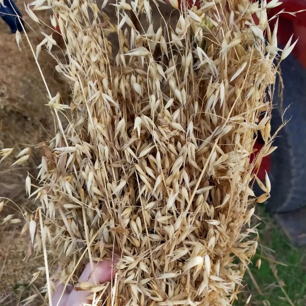 Killowen Distillery tweet media