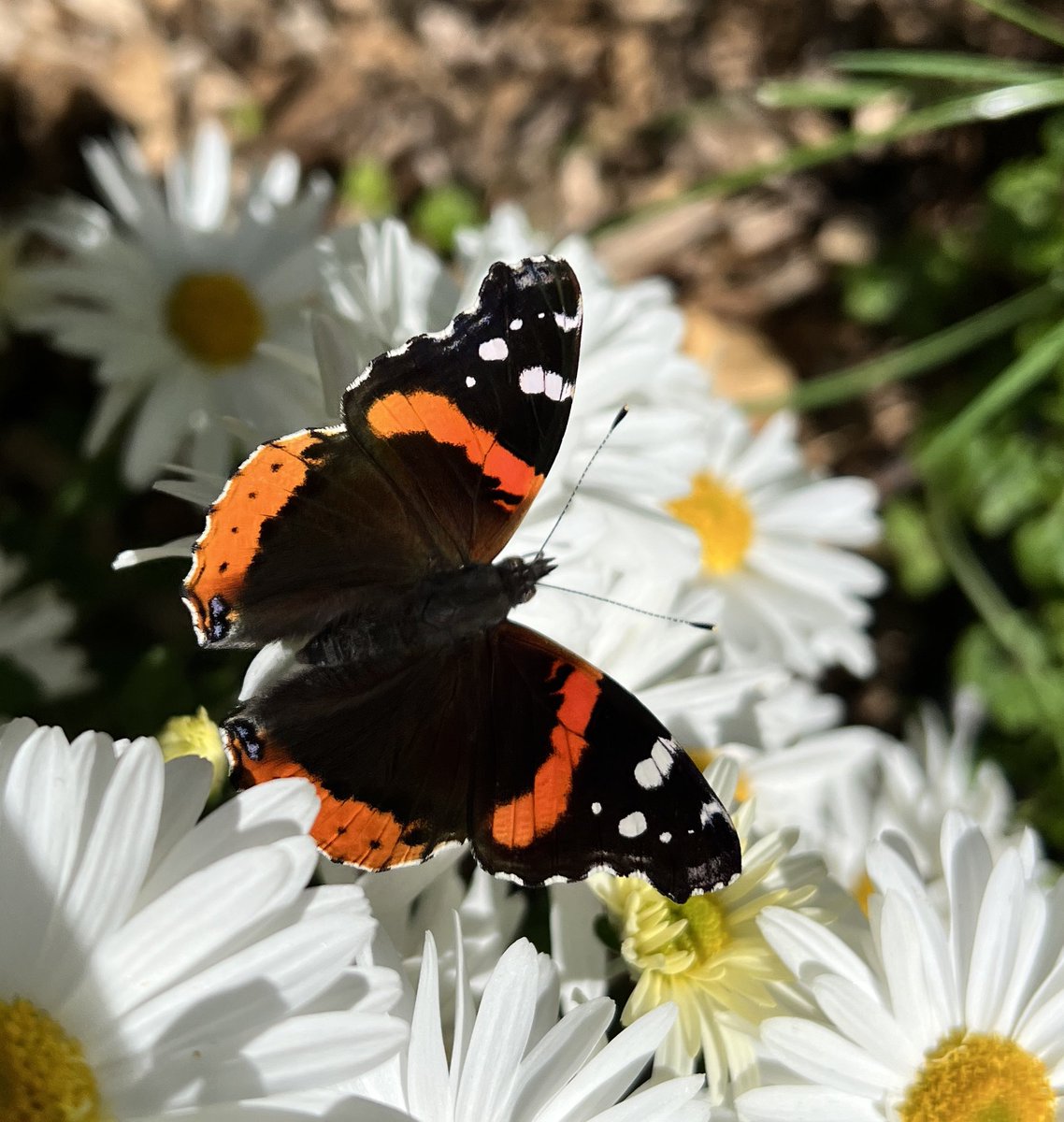 MaximLarrivee's tweet photo. Le saviez-vous: y’a pas que les #monarques qui migrent chez les #papillons de jour du #Québec. La différence est que les autres migrateurs n’hibernent pas dans les montagnes du Mexique. Ce magnifique Vulcain fait le plein de nectar avant sa migration vers le sud. @eButterfly_org https://t.co/BOxerW38NY