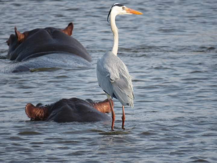 shamaleexptours's tweet photo. Embark on an adventure journey experiencing the magic of Africa with unparalleled wildlife viewing in Tanzania
 
See More - https://t.co/yynp19wRvz

#tanzaniasafari #africansafari #tarangire #serengeti #ngorongoro #tanzaniawildlife #gamedrives #tanzaniatourism https://t.co/ummGeQrznt