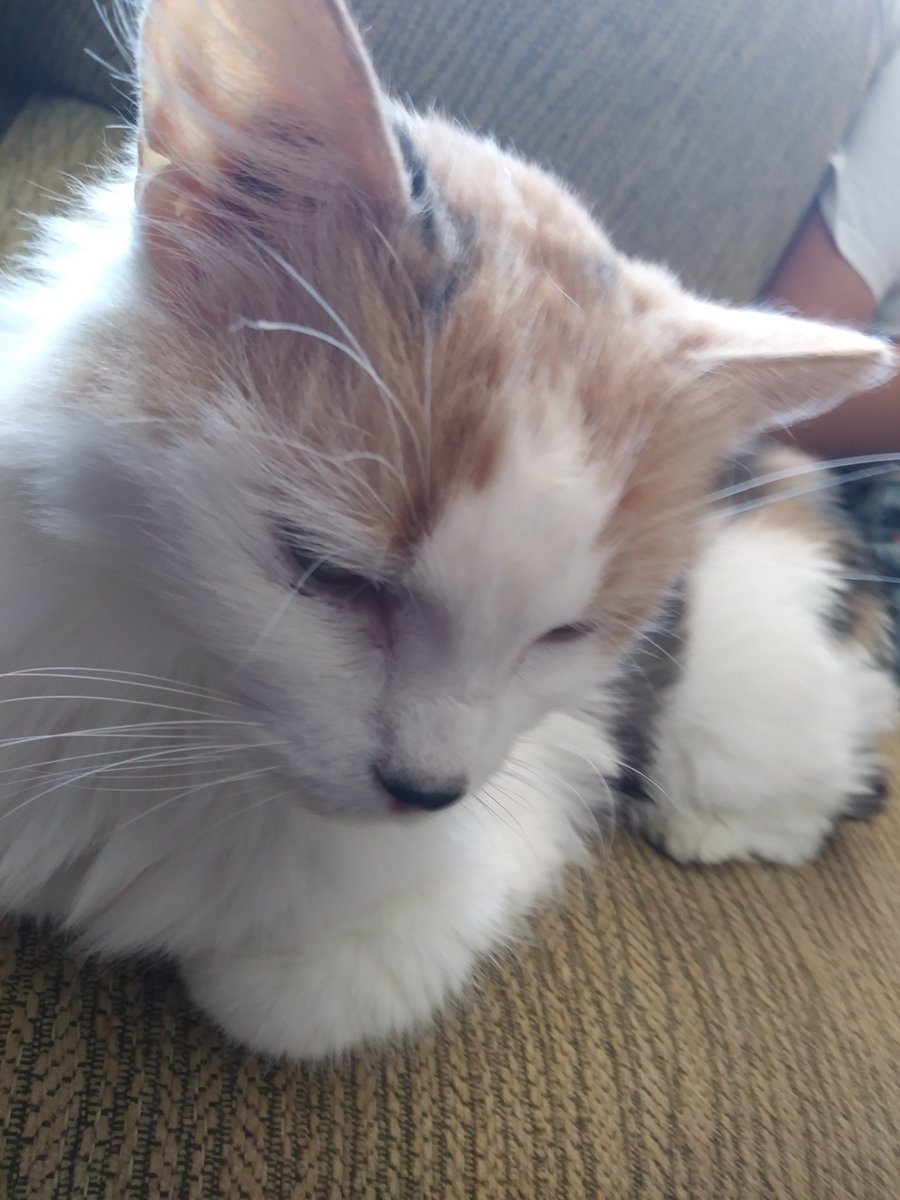 Here is Mama, one of the wonderful cats for adoption at Cat Tales! 
#CatRDDay